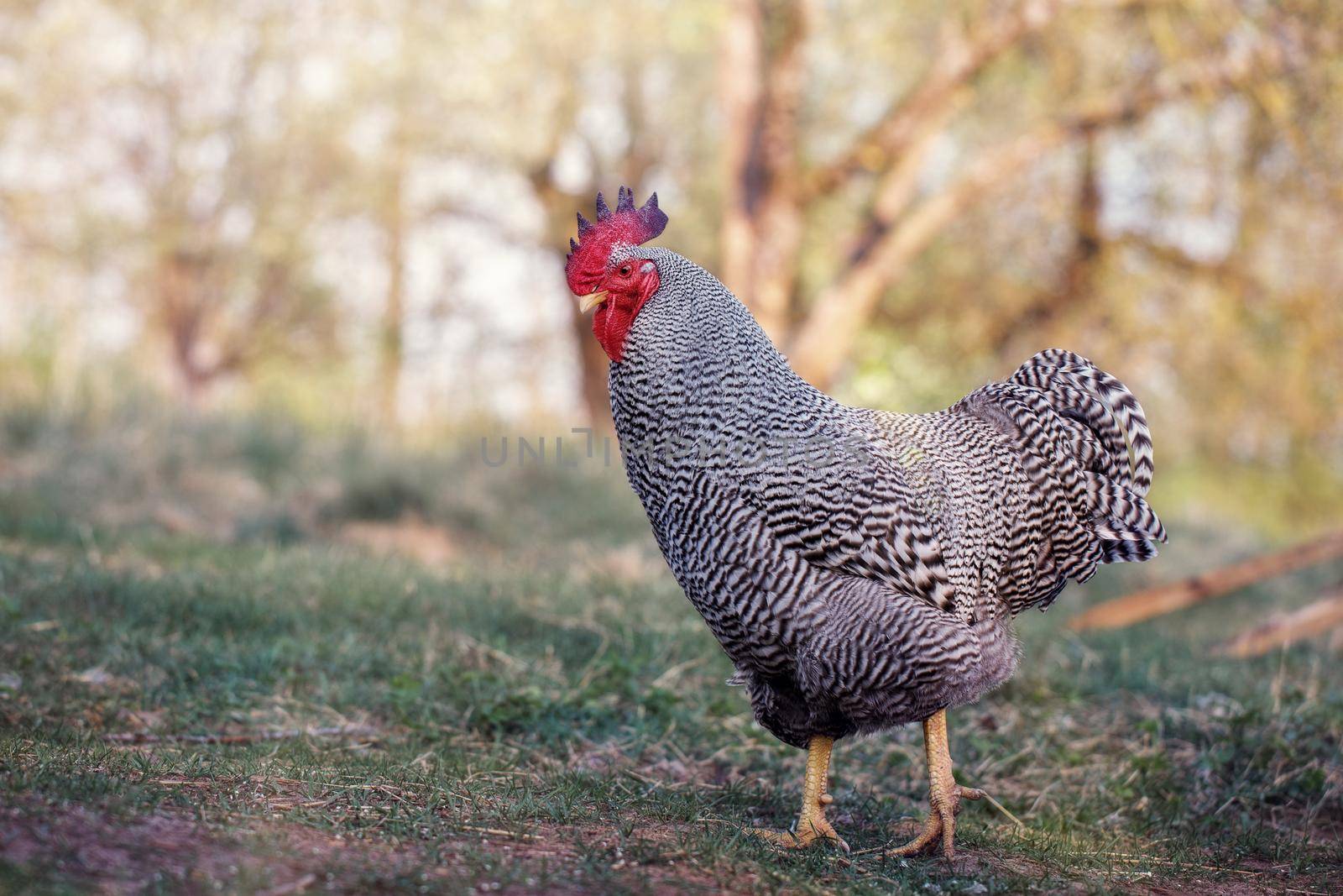 A speckled black-and-white rooster walks in the yard in a nature background 