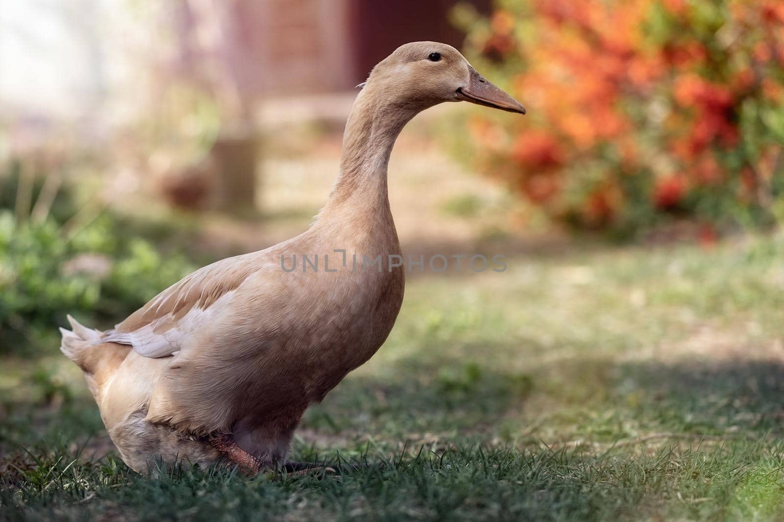 A beautiful and elegant beige duck walks quietly in the rural courtyard.