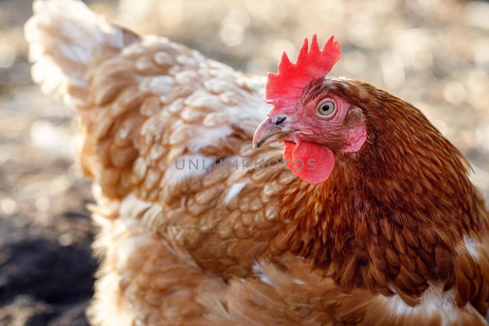 Portrait of a hen with brown feathers and a red comb