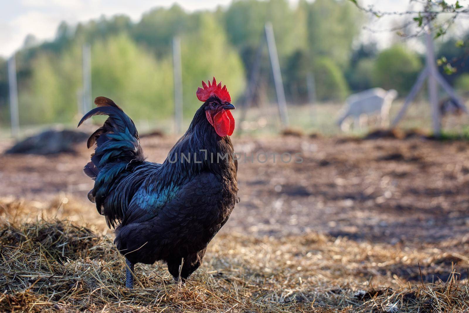 A black rooster with a shiny shade of blue proudly walks in the yard, on dry straw.