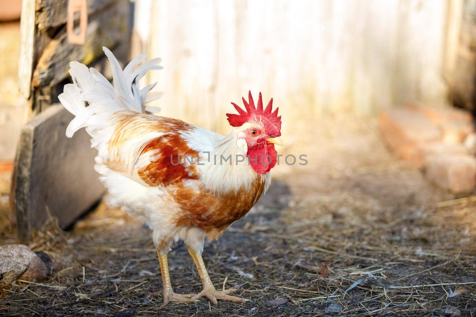 Portrait of a young rooster walking in a rural yard on a sunny day. White and orange colour cock in farm yard