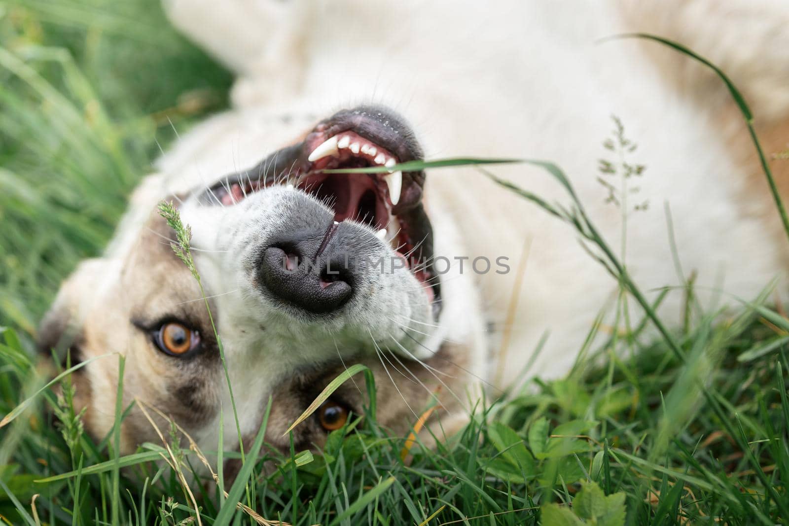 Friendly  Central Asian Shepherd dog playing on the grass and smiling