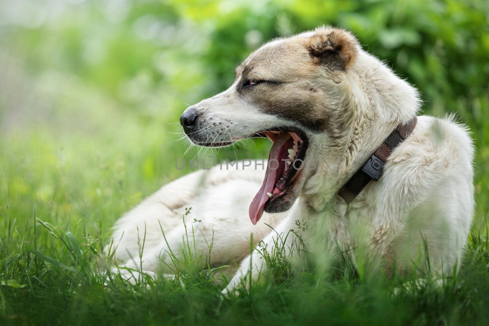 The portrait of dog on the green grass, who yawn and show his jaws with tongue in shining background