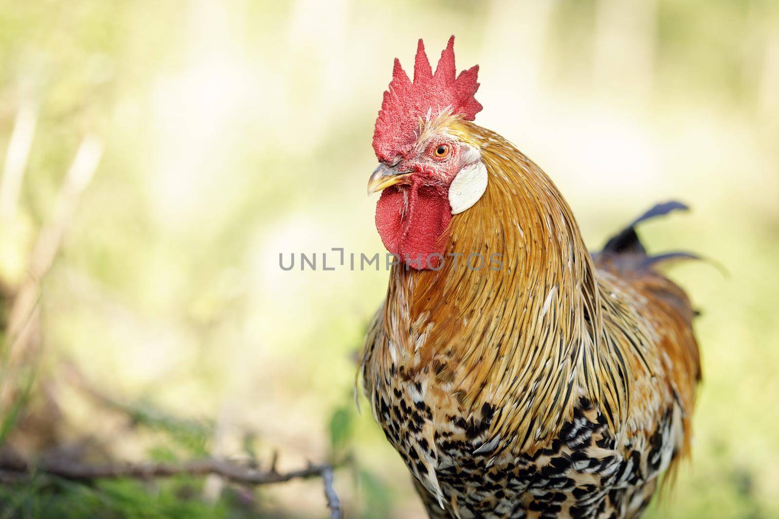 Close-up portrait of a golden rooster on a sunny summer day. The cock in front and a bright shining yellow background