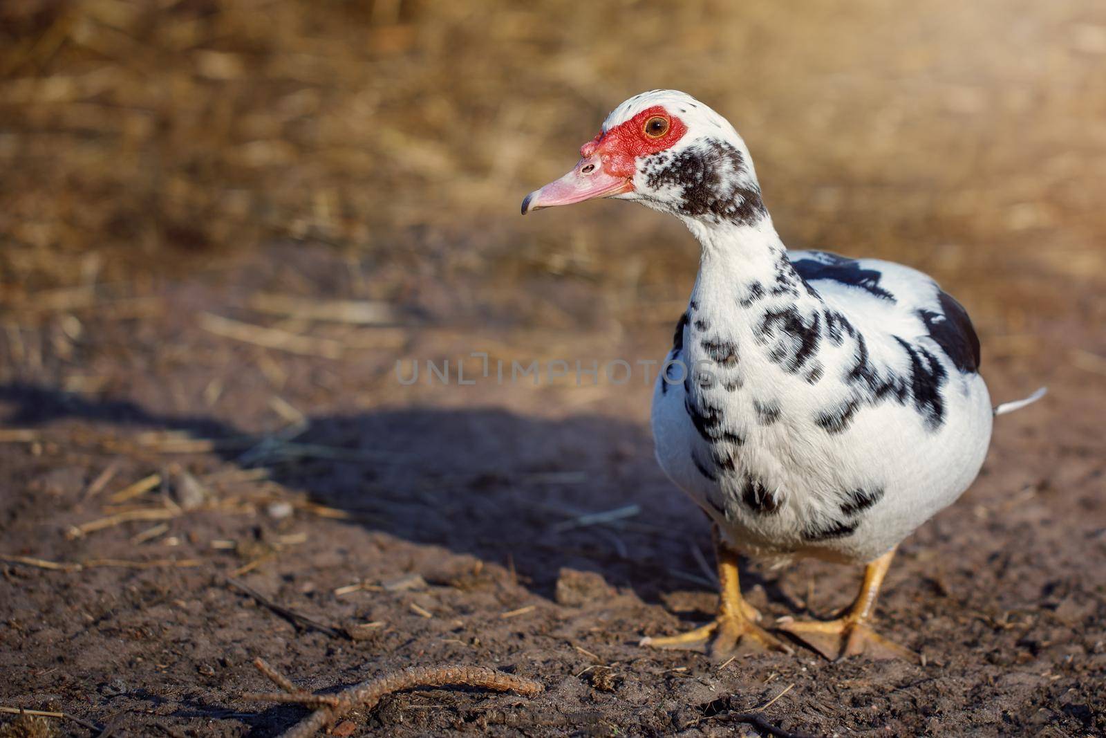 White with black spots musk duck, walking in the yard, brown background.