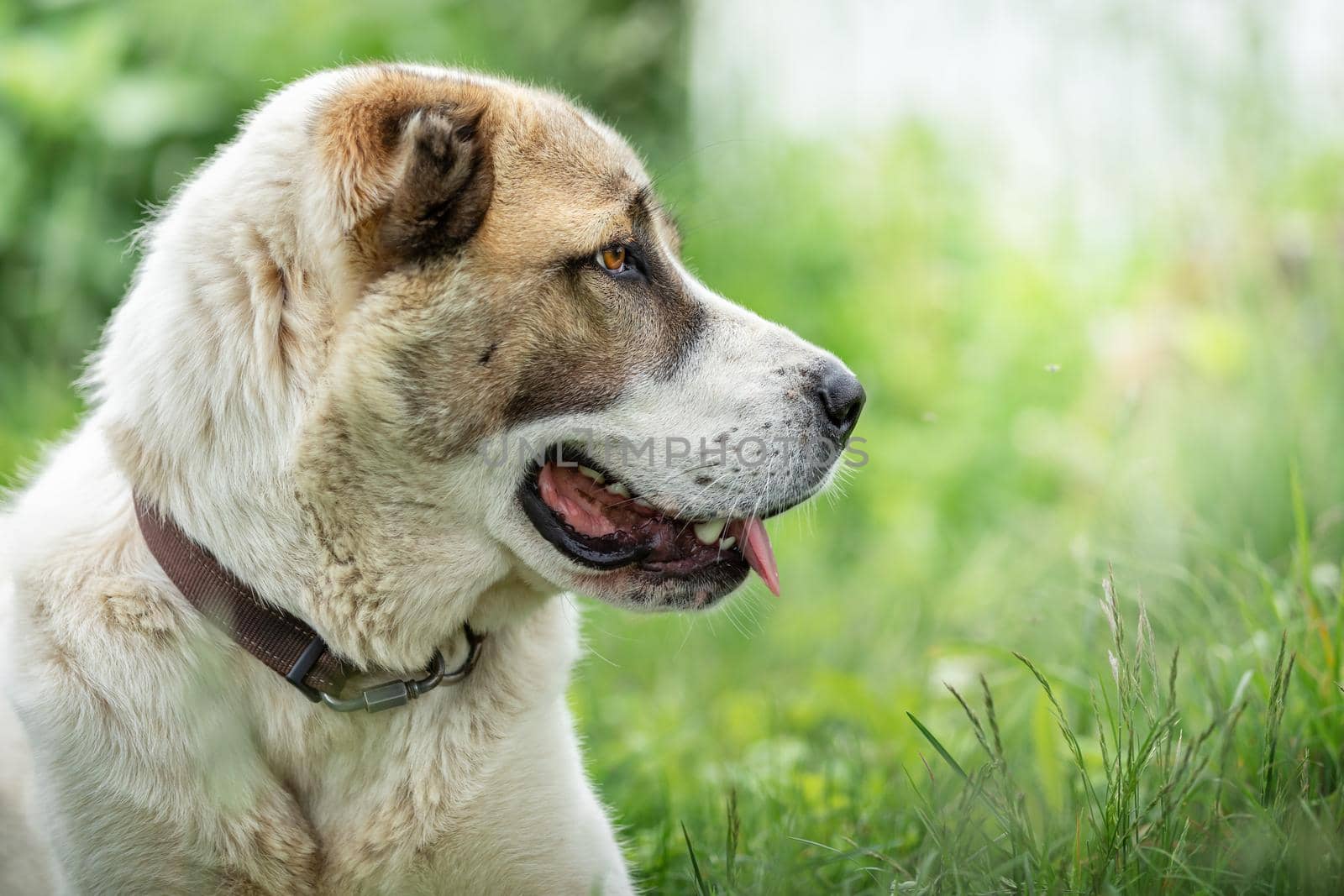 Friendly  Central Asian Shepherd dog profile portrait in the light green shining grass background