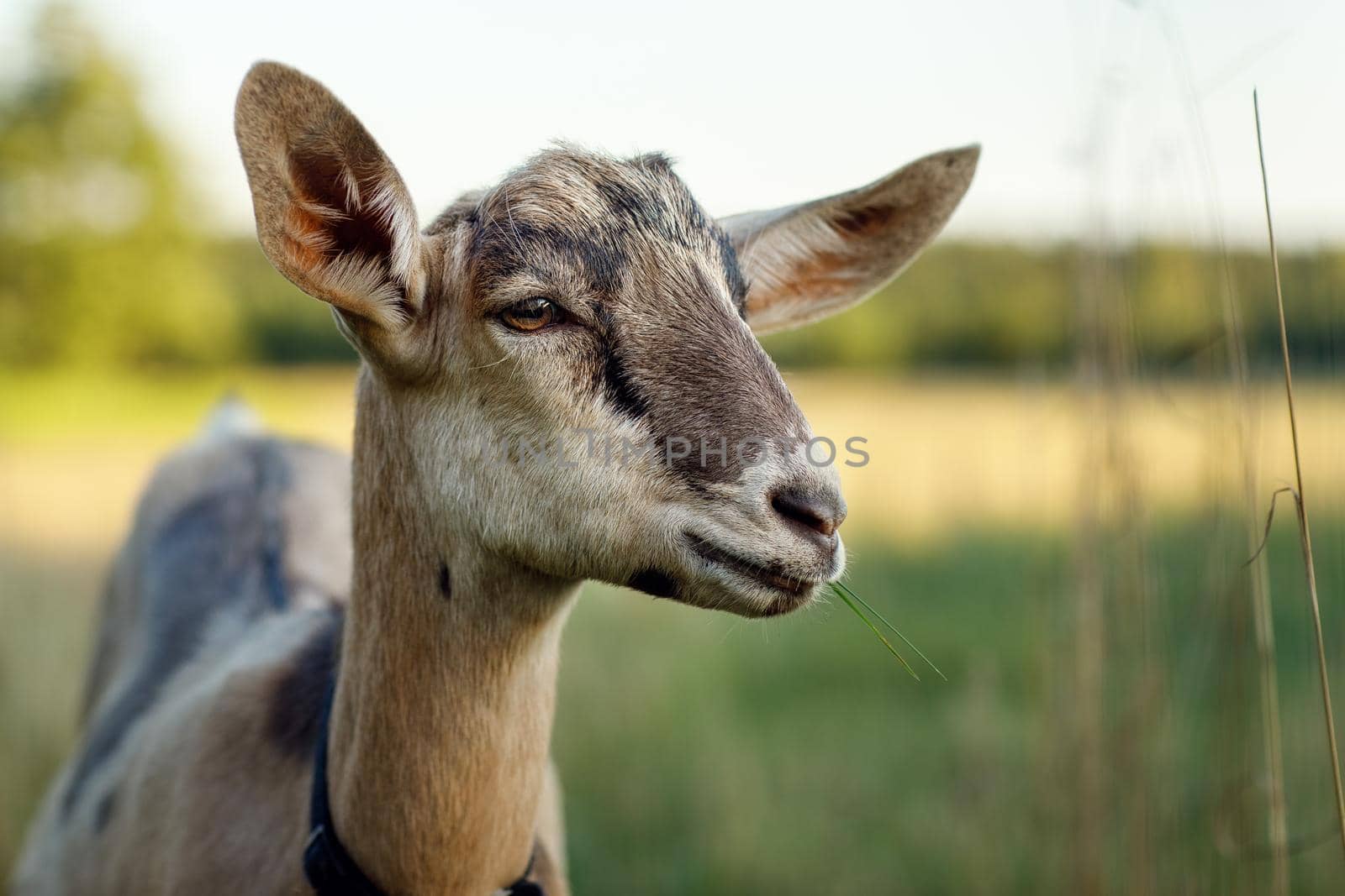 Close-up portrait of a brown young goat with clearly visible facial details, and fur texture.