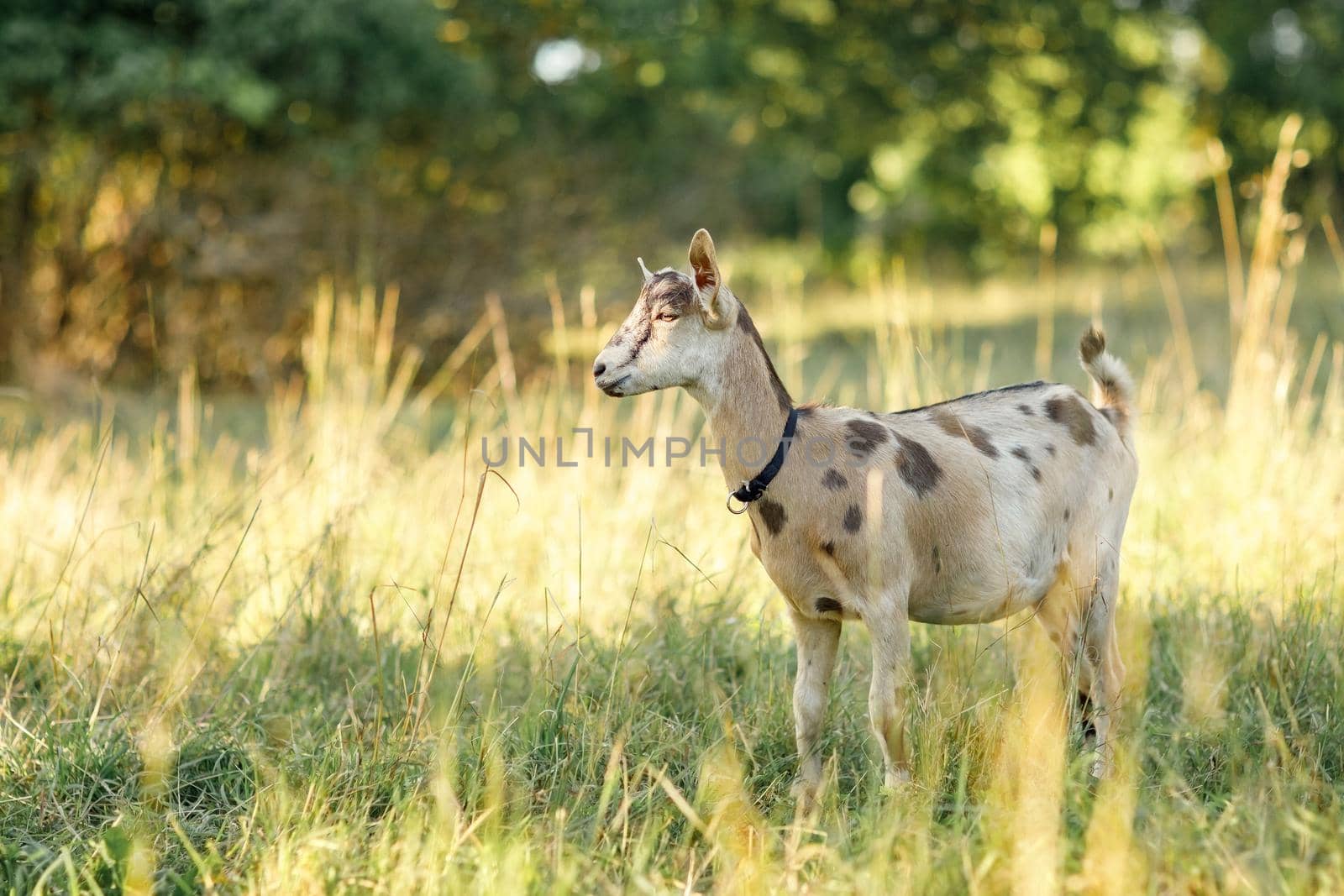 A young brown goat with dark spots stands in a golden meadow of evening light.