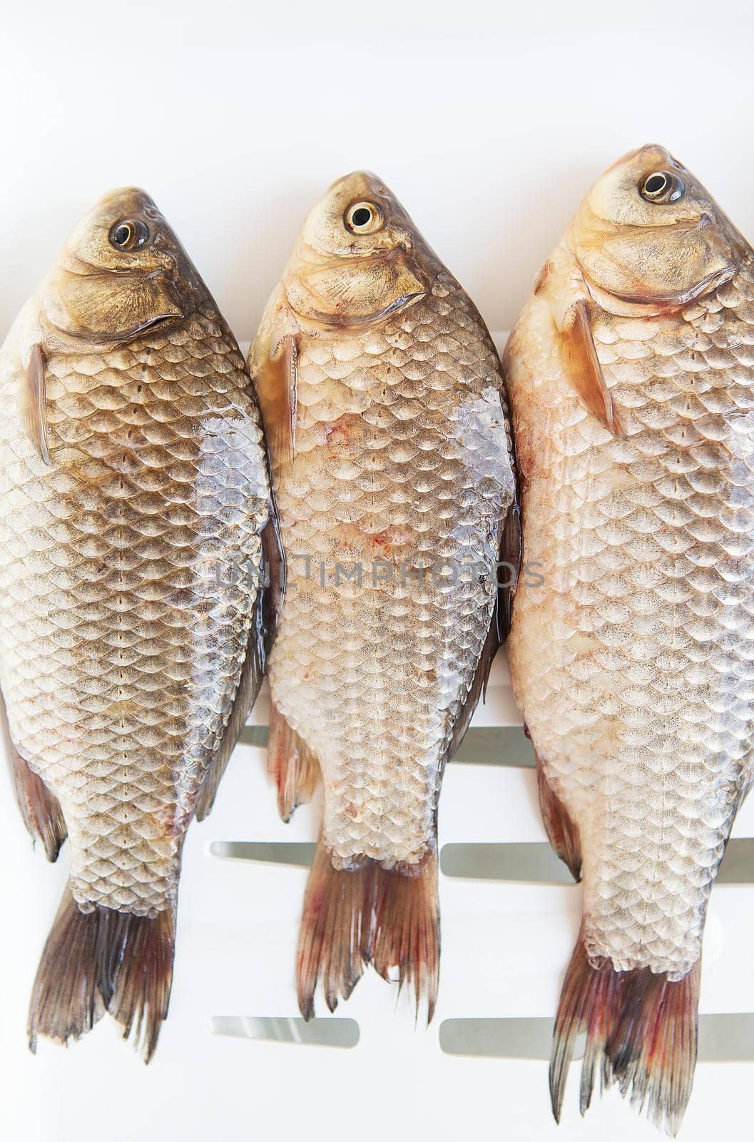 Freshly caught crucian fish lies on a white stand. View from above. by sfinks