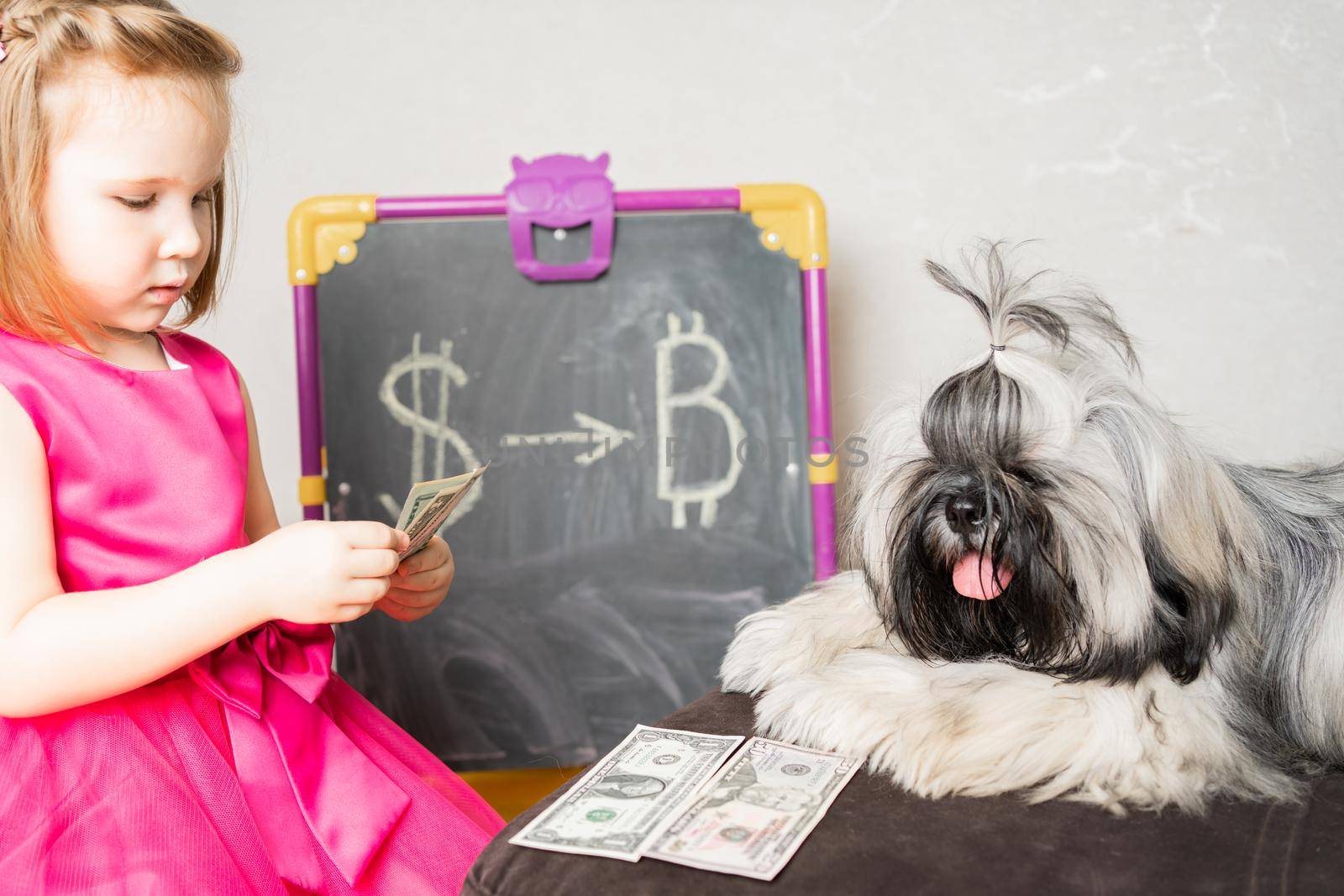 a little girl is sitting on the edge of the sofa with her Shi Tsu pet and counting money. The baby is very focused on laying out dollars to invest them in cryptocurrency. The dog looks after his mistress