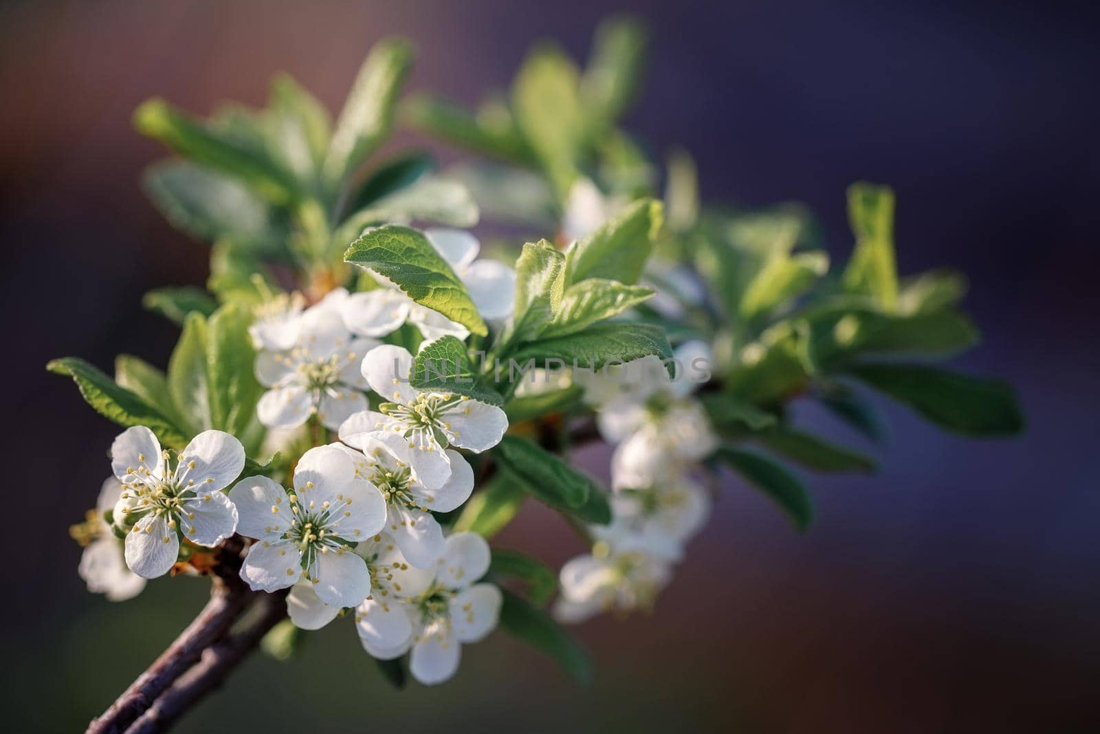 Apple blossom in the garden, white flowers on the tree, background. Spring concept