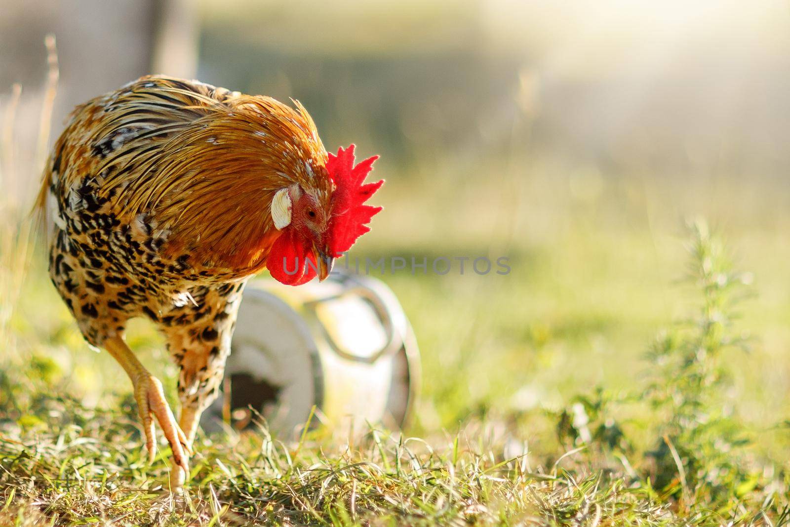 Portrait of a beautiful colorful rooster with a bright red comb on a colorful summer background.Countryside concept with domestic bird close up on the farm. Copy space for text