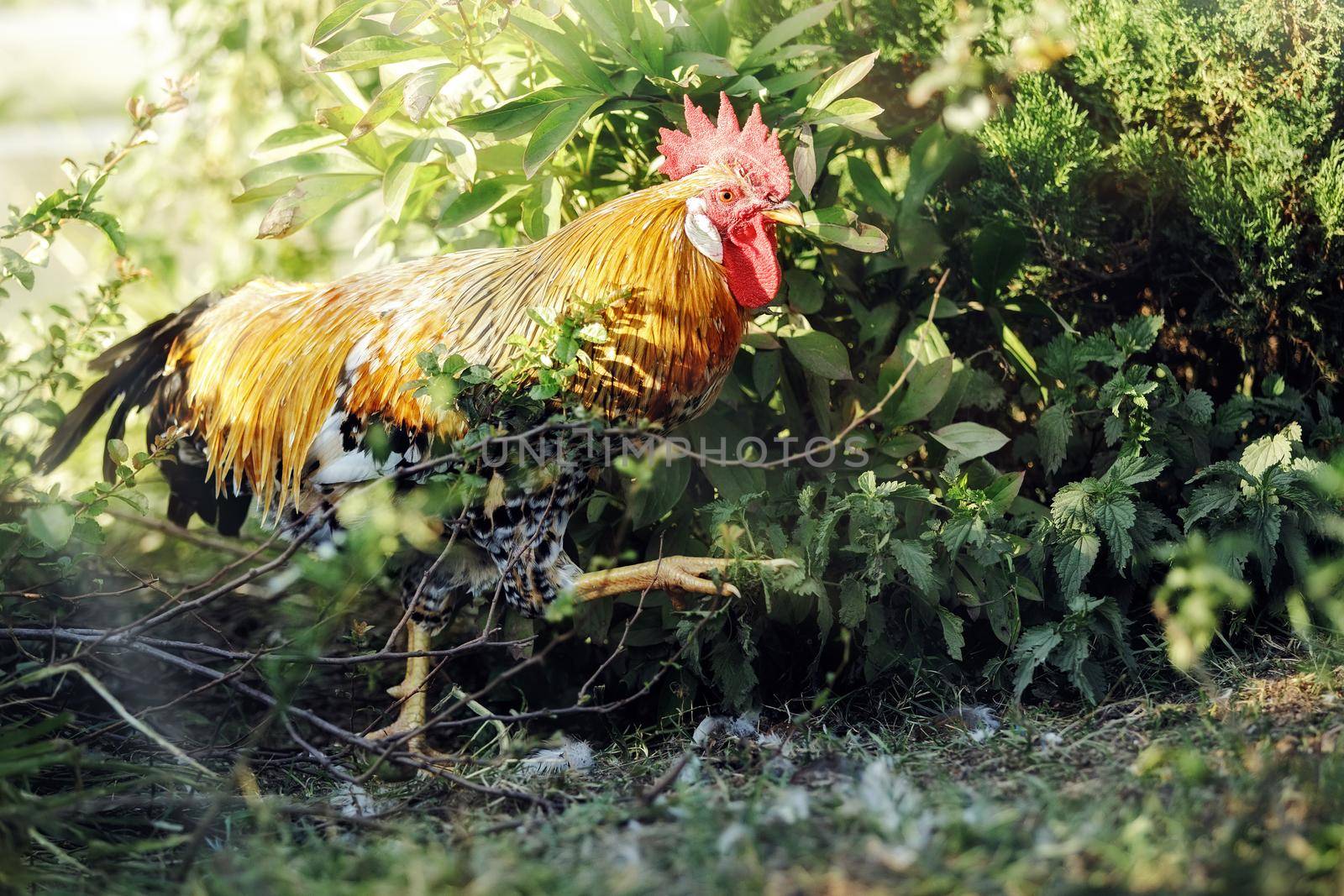 An energetic strong and healthy rooster thrust one's way among the green bushes.