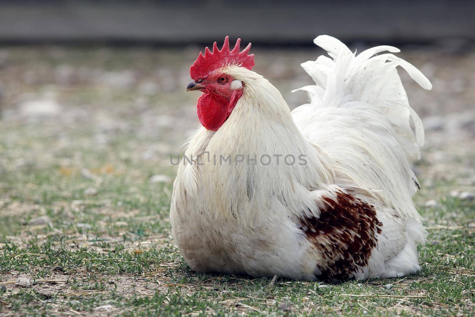 White rooster with brown wings squats quietly in the yard on the grass.