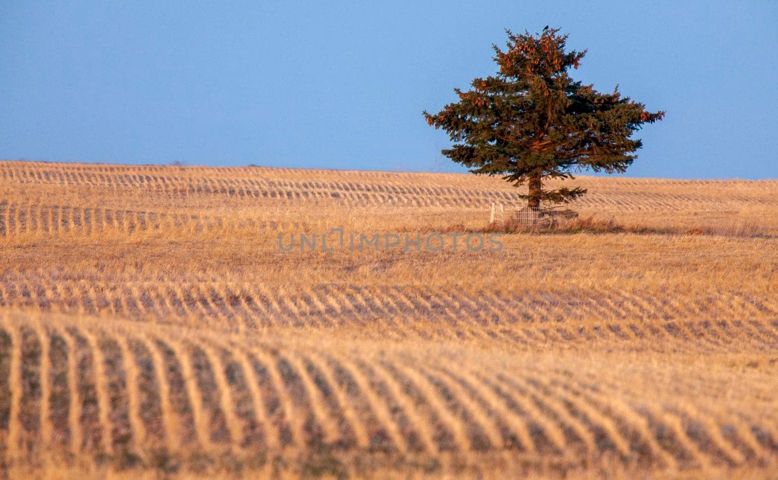 Lone Tree Saskatchewan by pictureguy