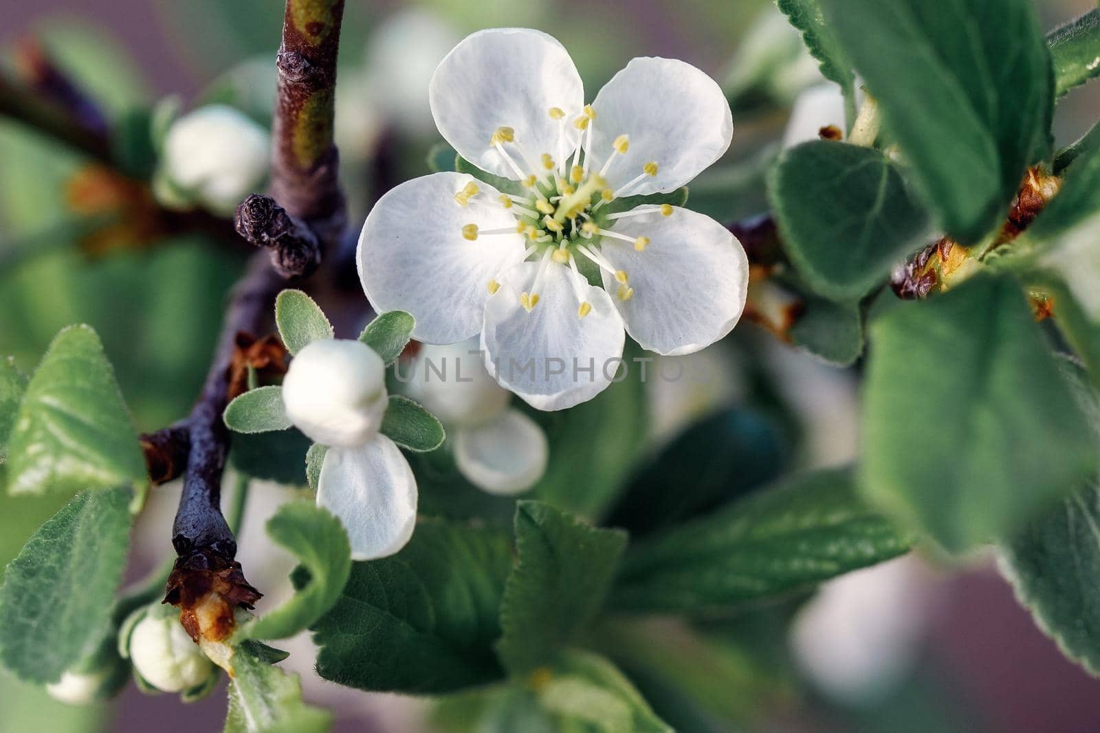 Blossom apple over nature background, spring flowers