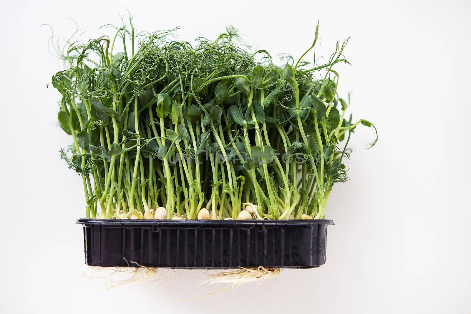 Pea microgreen sprouts. Raw sprouts, microgreens, healthy food concept. Supports the body with vitamins at any time of the year. Tasty and healthy. by sfinks