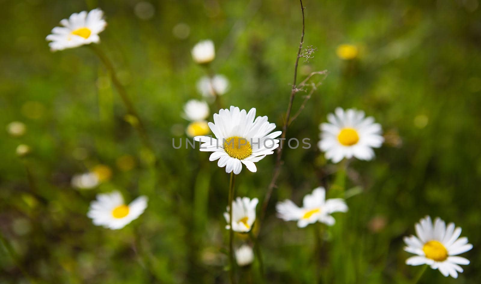 Wild chamomile flowers growing in a meadow, white daisies on a background of green grass. Beautiful blur, deep color. Floral background. by sfinks