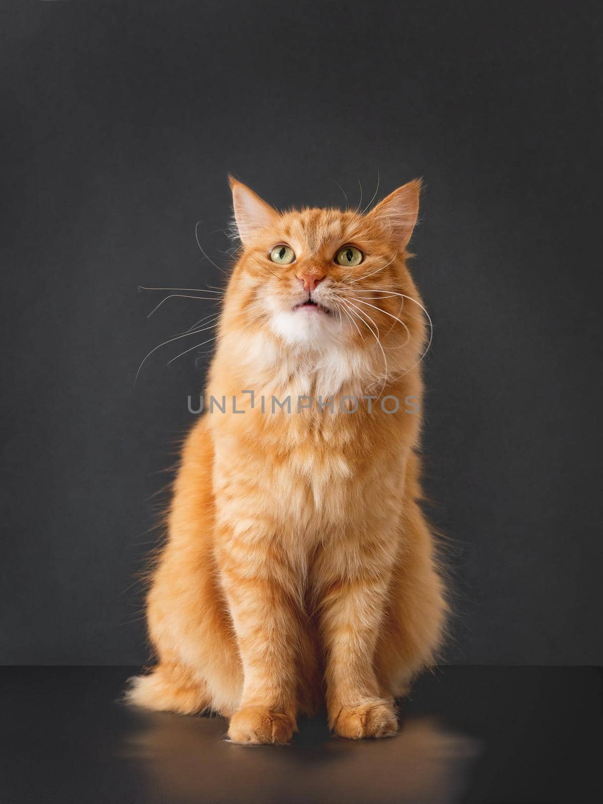 Puzzled ginger cat with questioning expression on face posing on black background. by aksenovko