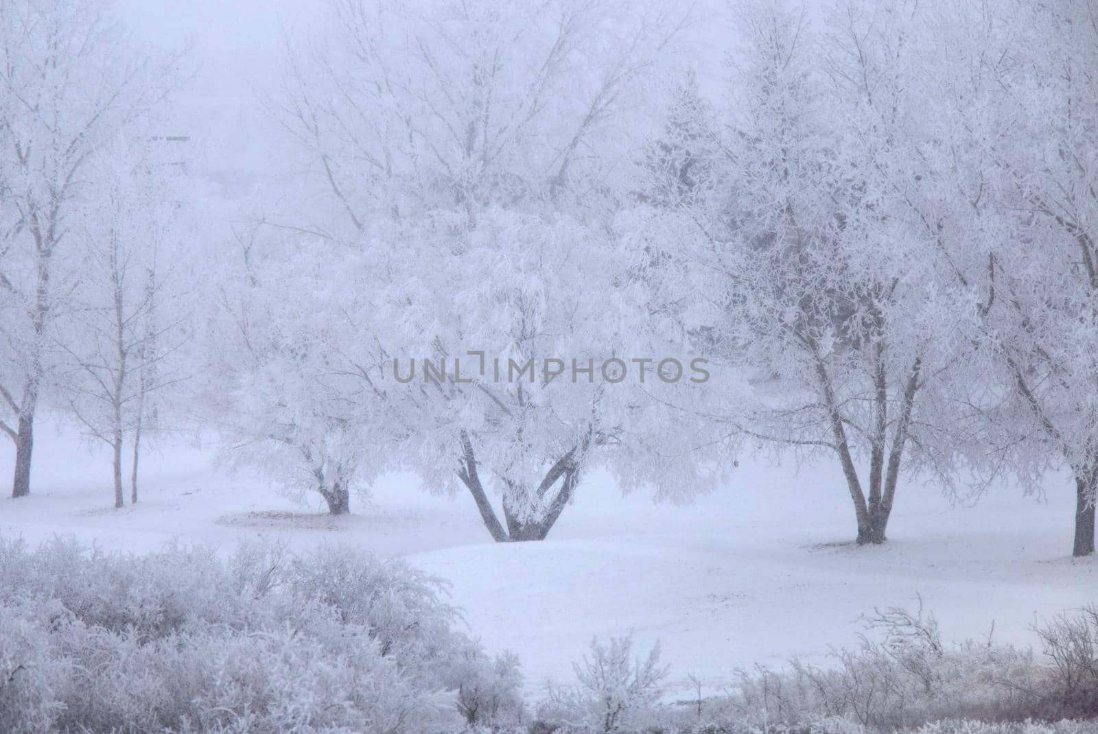 Winter Frost Saskatchewan by pictureguy