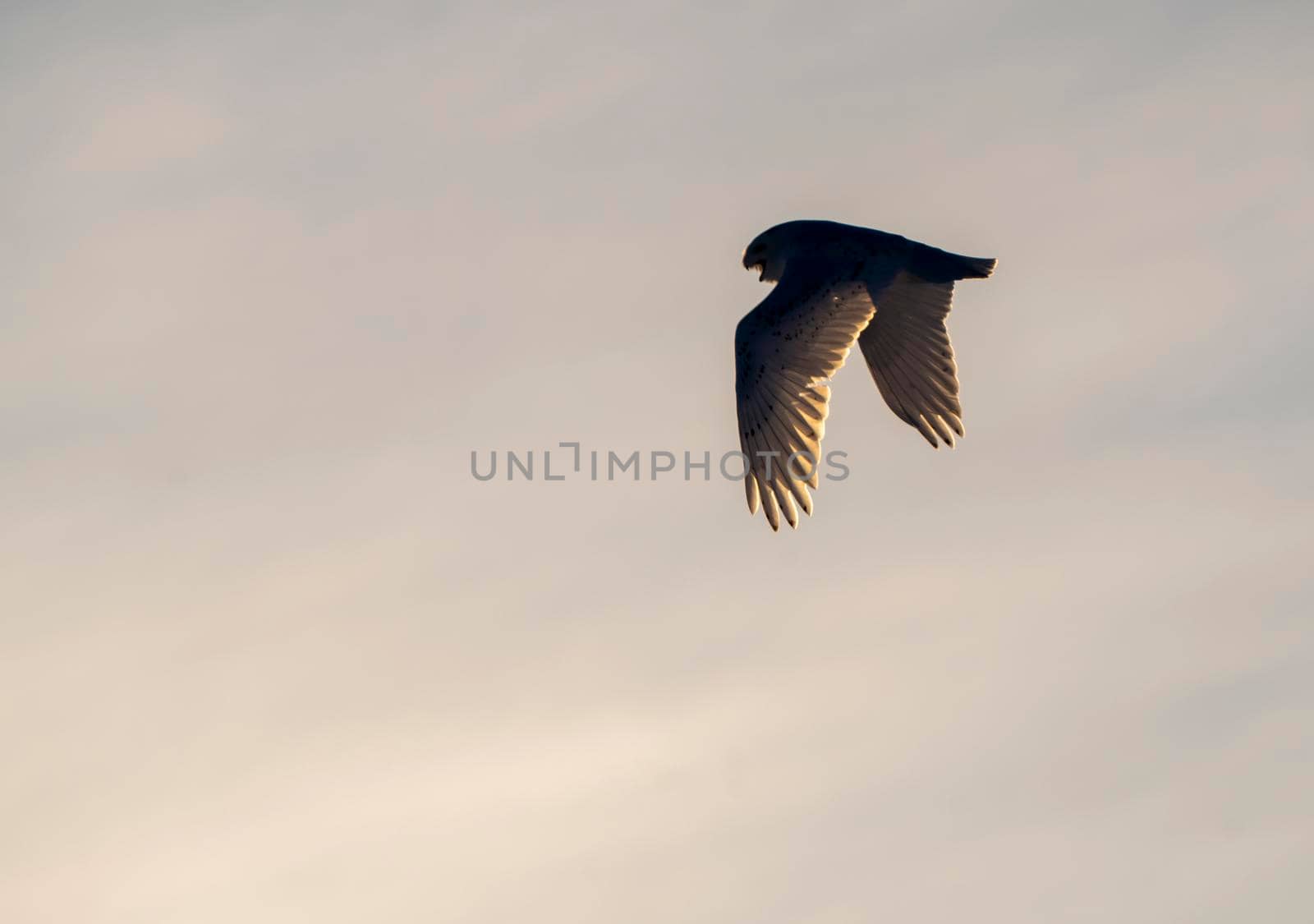 Snowy Owl in Prairies of Saskatchewan in flight