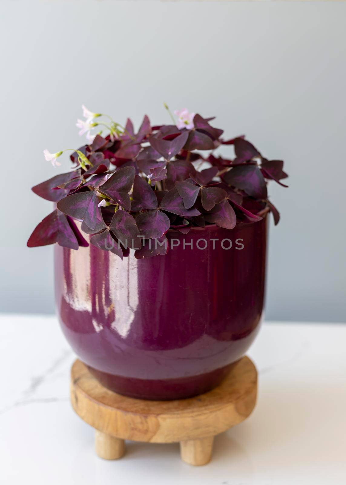 Purple shamrock plant in a purple pot on a wooden plant stand by Bilalphotos