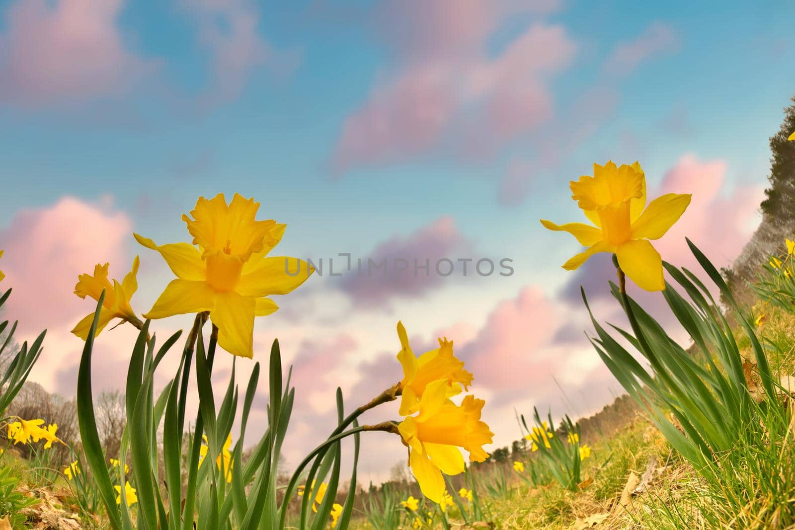 Dramatic Low Angle Fisheye Perspective of Yellow Trumpet Daffodils with Sunset Sunrise Growing in a Field. Symbolic of Easter, Mother's Day, spring, and more.