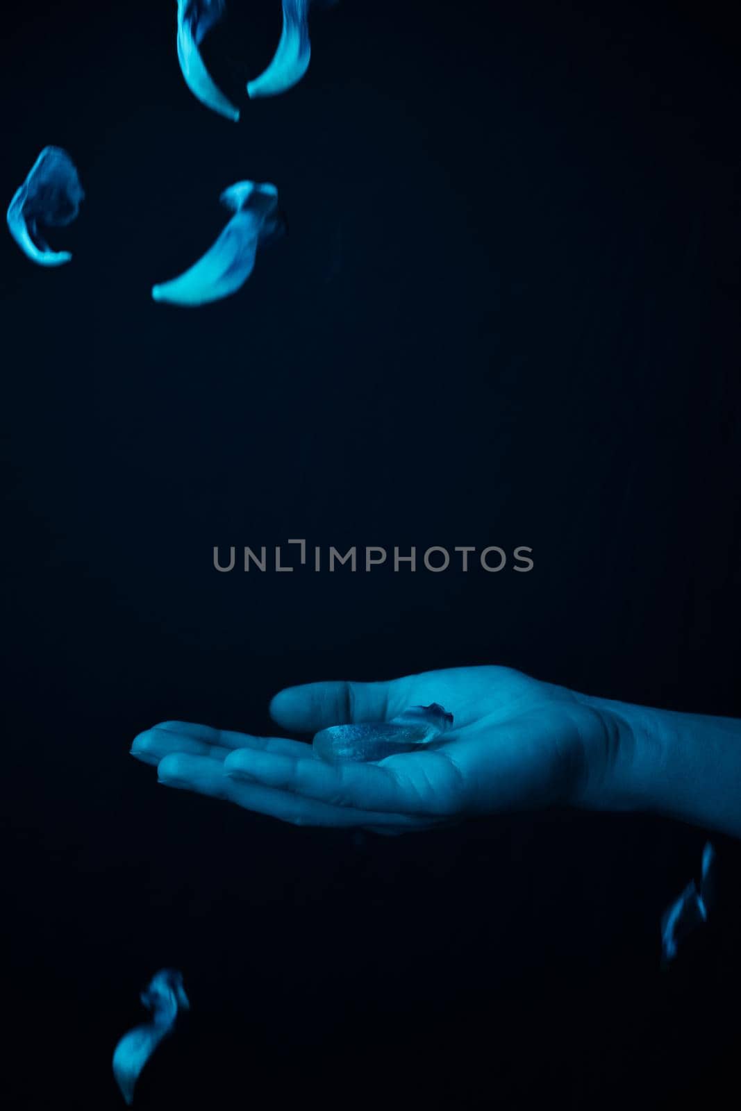 hand on a black background catches falling tulip petals