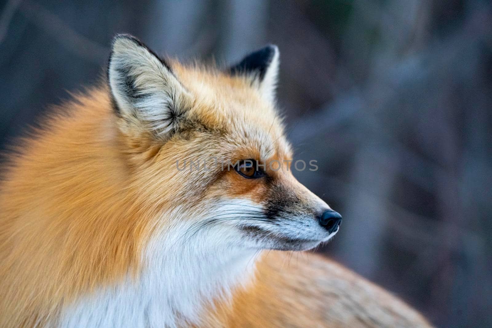 Fox in Winter Prince Albert National Park Canada close