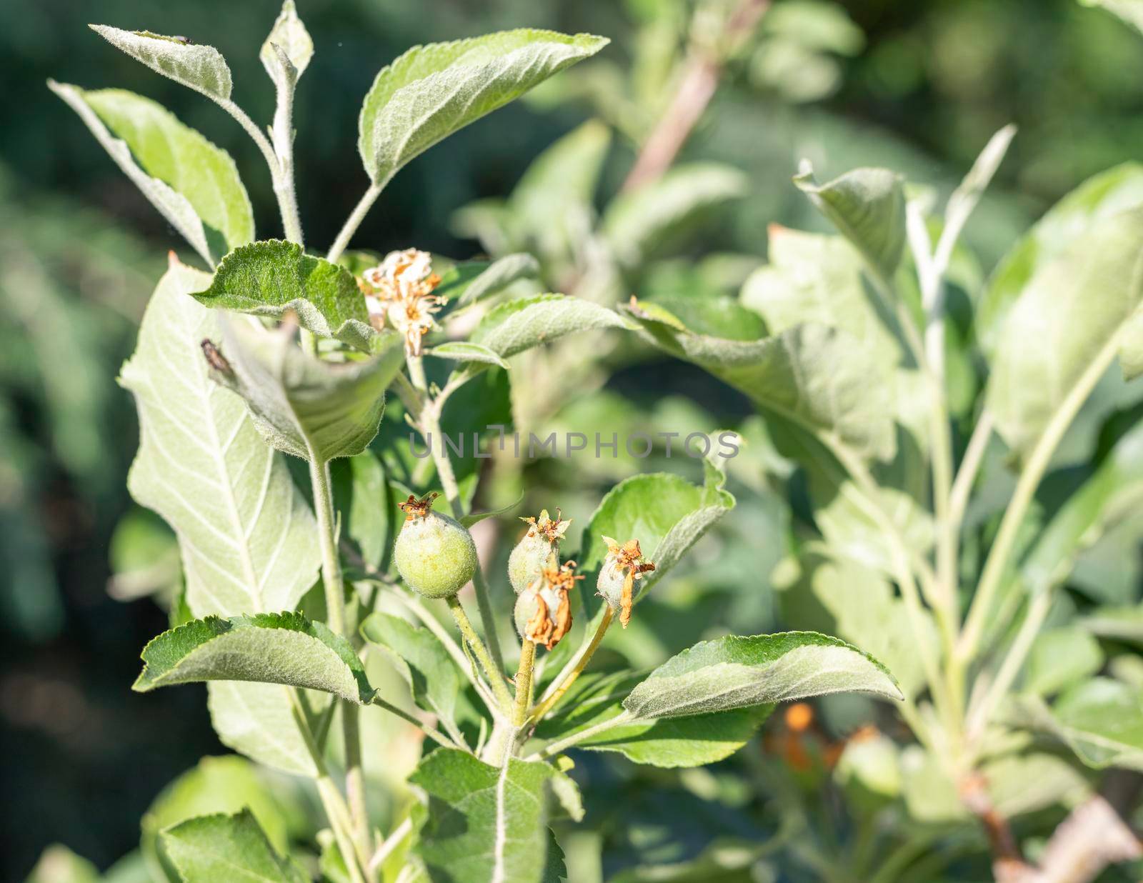 Young fruit apples grow on a fruit tree after blossom in garden by Bilalphotos