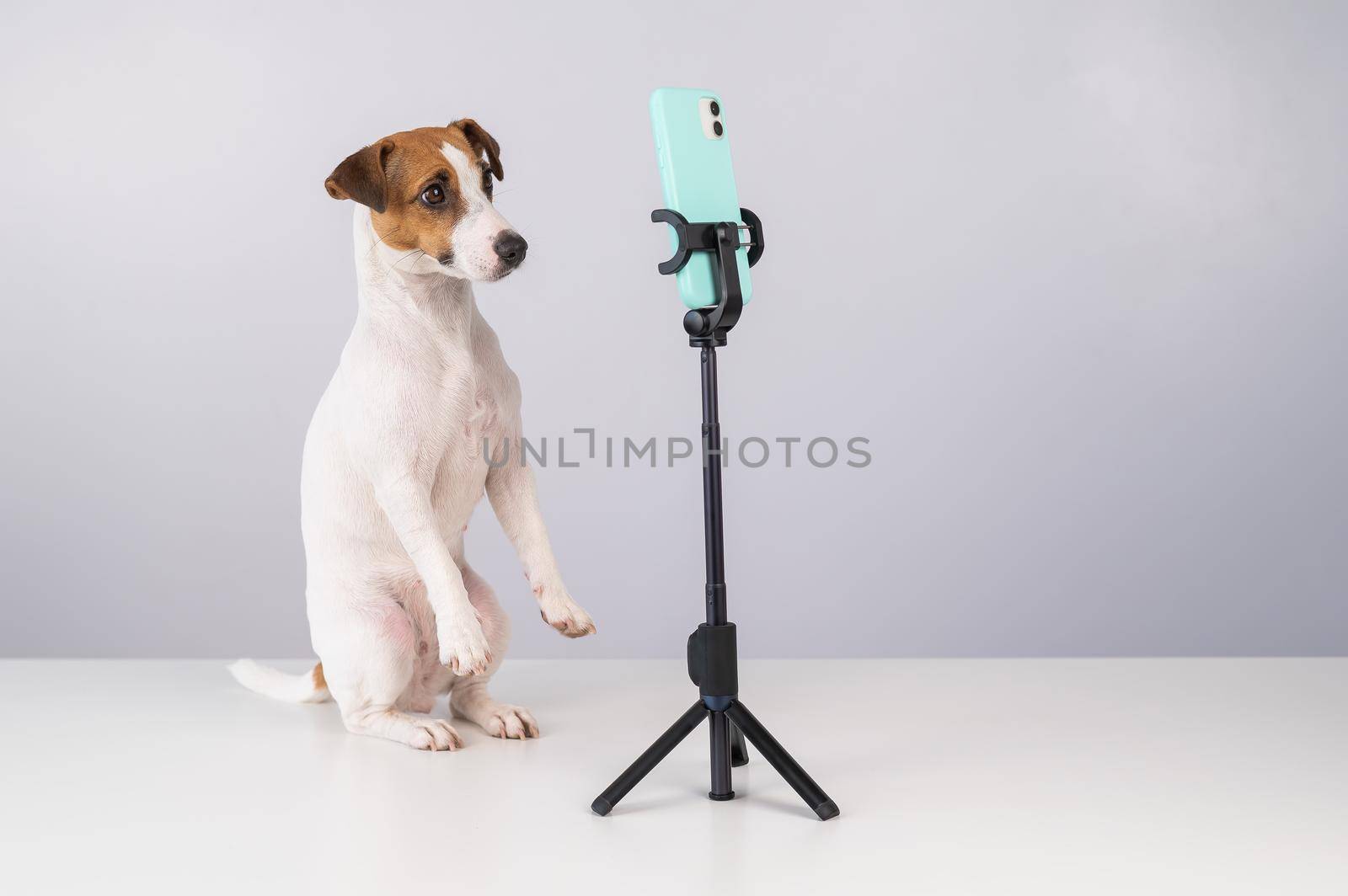 Jack Russell Terrier dog live streaming on smartphone