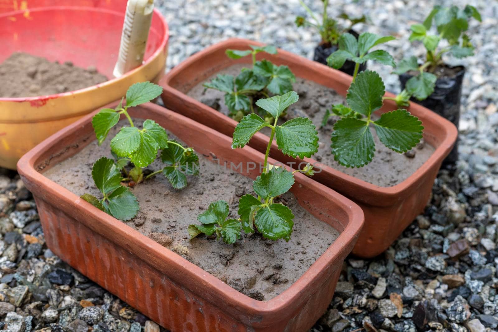 Strawberry plants growing in the pots