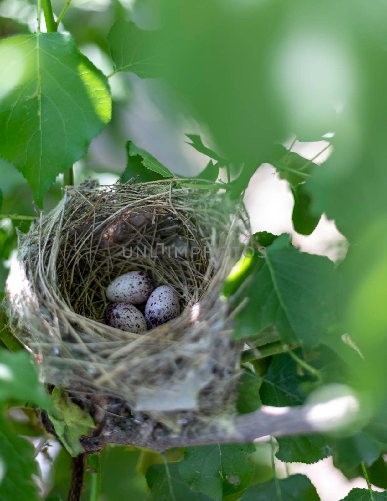 Eggs in a bird nest on a tree by Bilalphotos