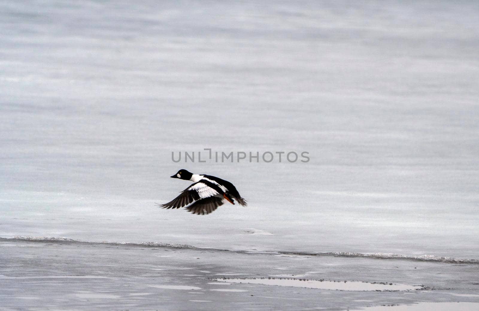 Hooded Merganser Ducks in Northern Saskatchewan Canada