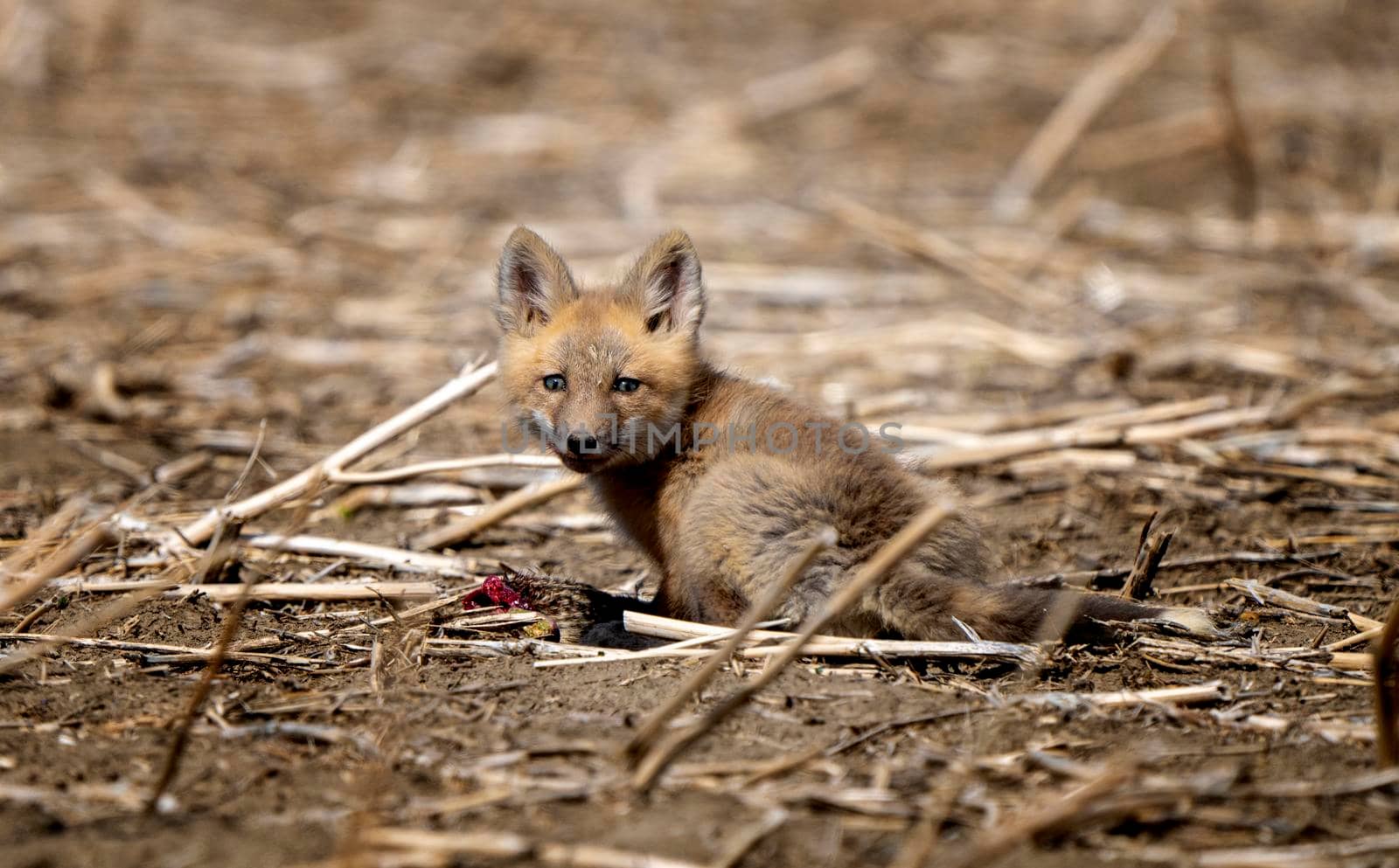 Young Fox Kit with Squirrell in mouth Canada