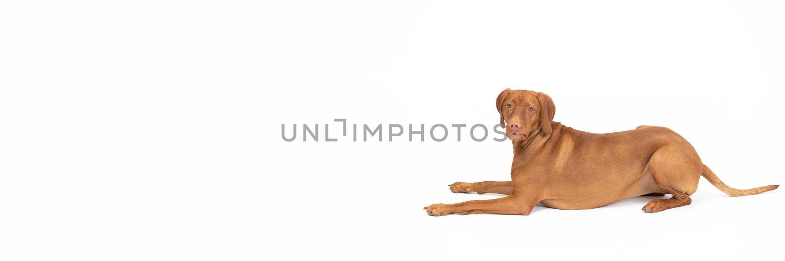 Panoramic view. Female dog lies isolated from white background. The Hungarian Shorthaired Pointer is a breed used in hunting.