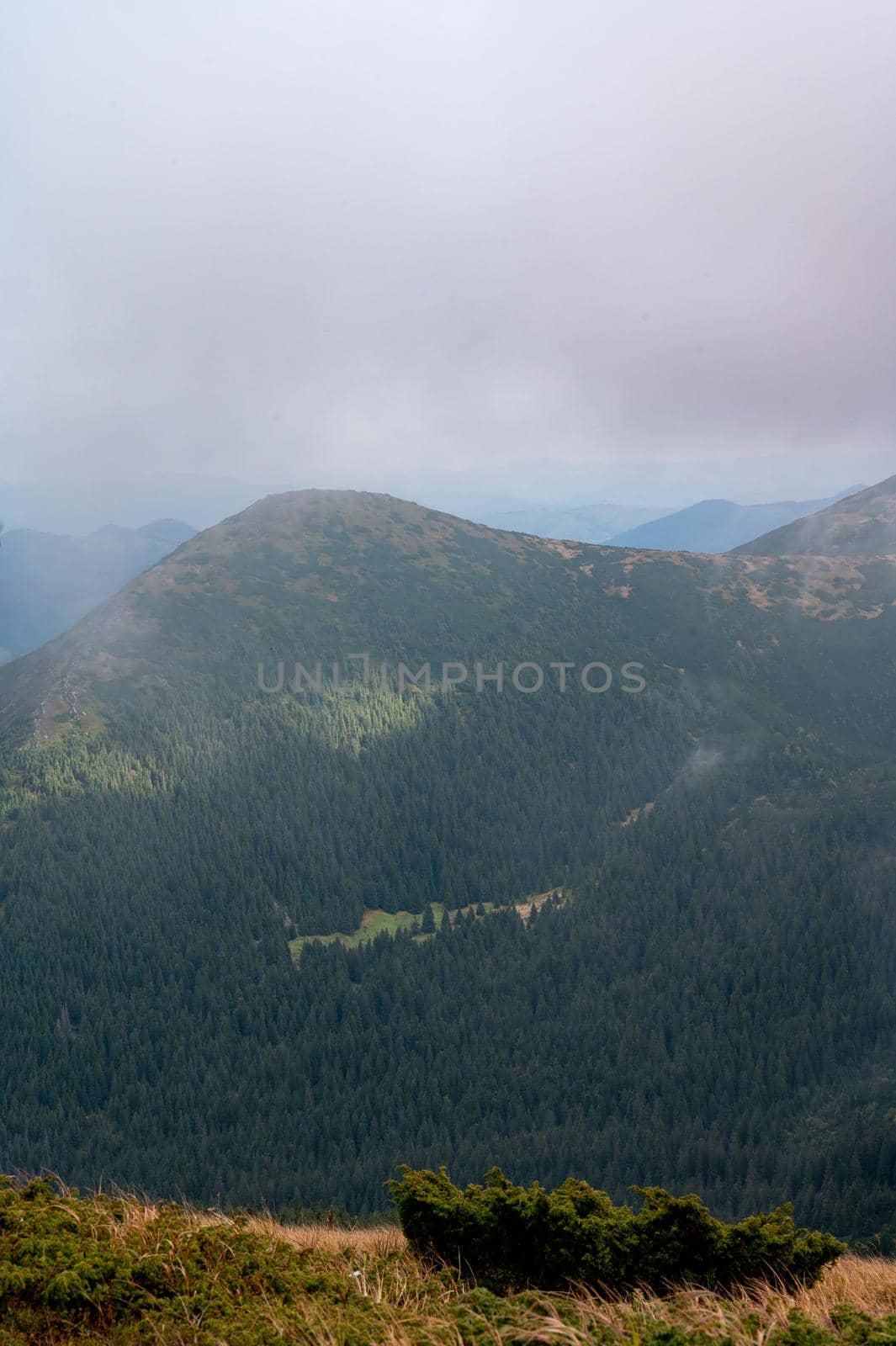 Panoramas of the Carpathians at dawn, dreamy panoramas of mountains, mountain bushes and meadows.