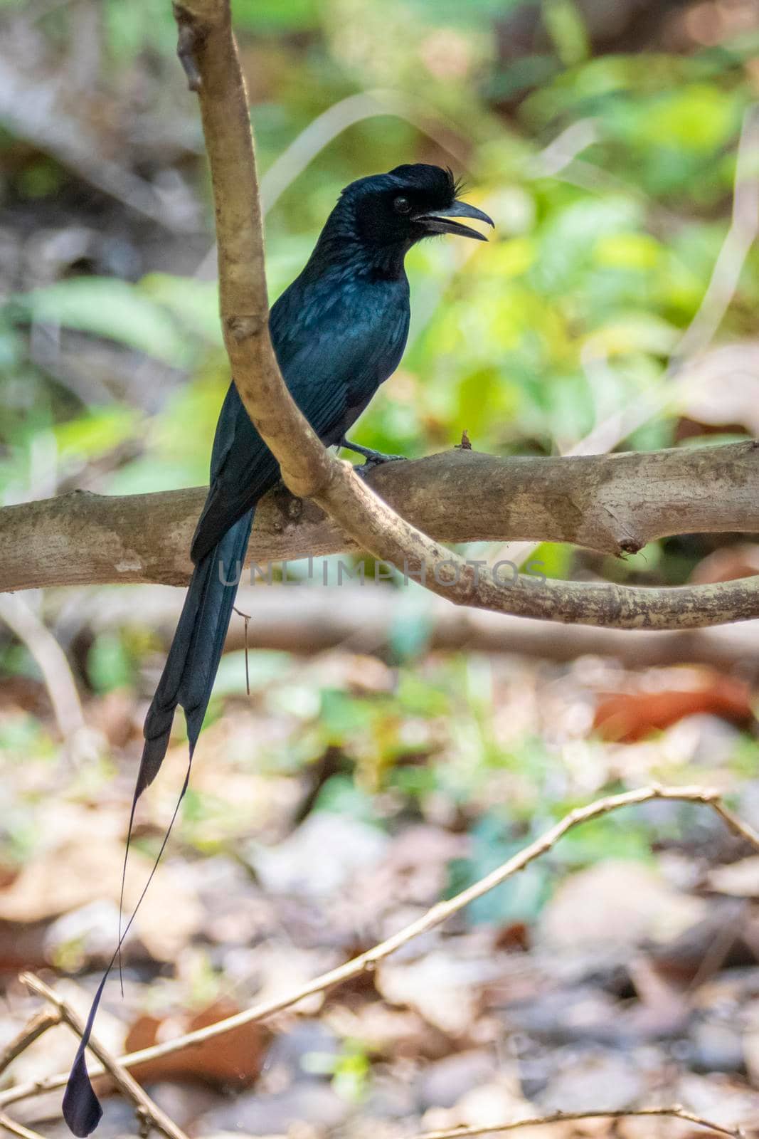 Image of Greater Racquet-tailed Drongo ( Dicrurus paradiseus) on the tree branch on nature background. Bird. Animals.