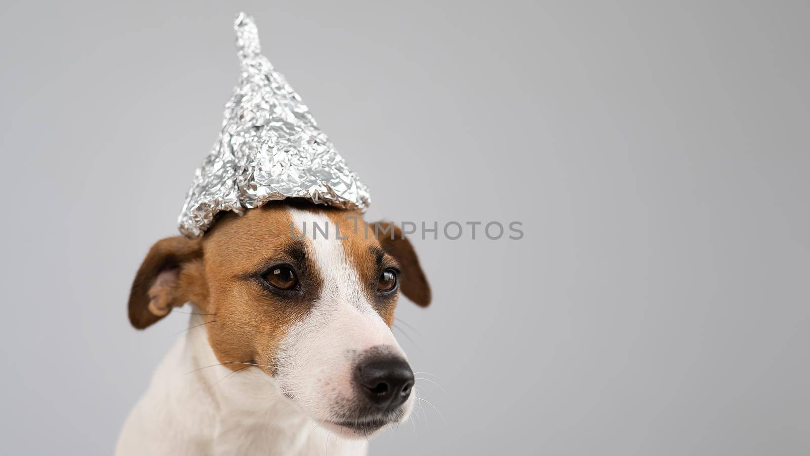 Portrait of a Jack Russell Terrier dog in a tinfoil hat on a white background