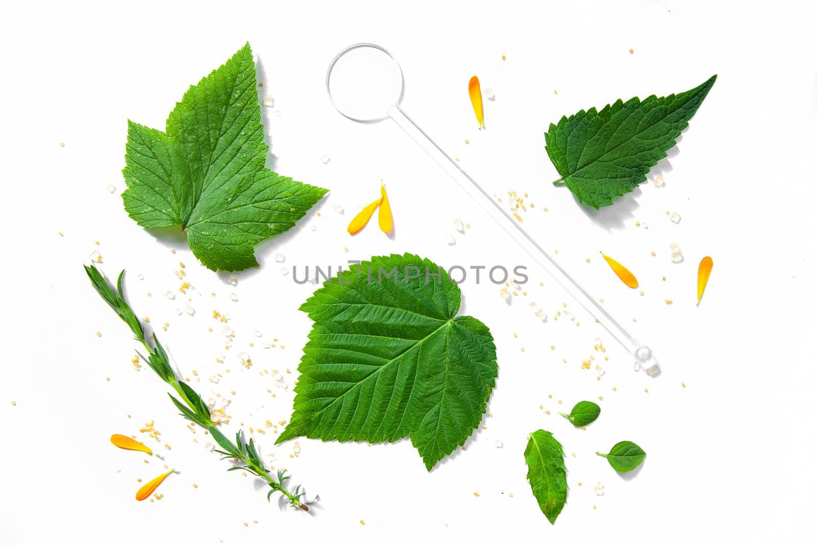 Tea Herbs Still life Flatlay on White Background by kisika