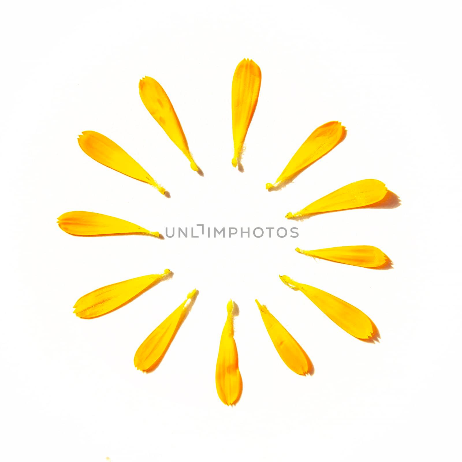 Sun Circle Shape Bright Orange Calendulae Petals by kisika