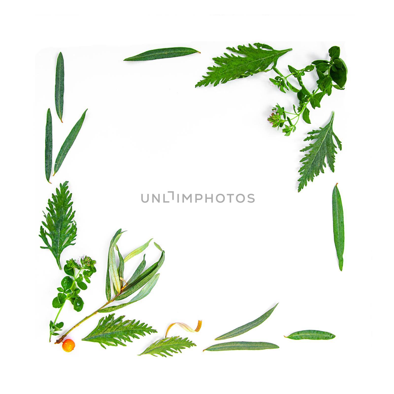 Healthy eco natural organic leaves design elements