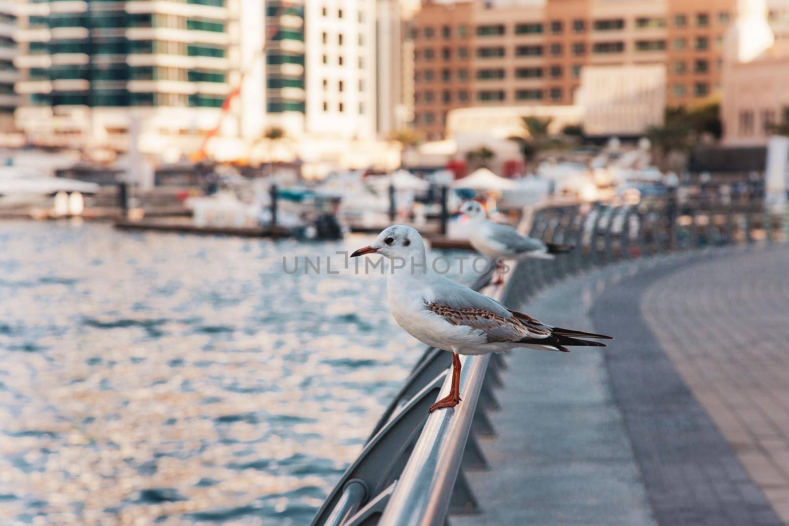 Seagull on Dubai Marina city urban promenade street by kisika