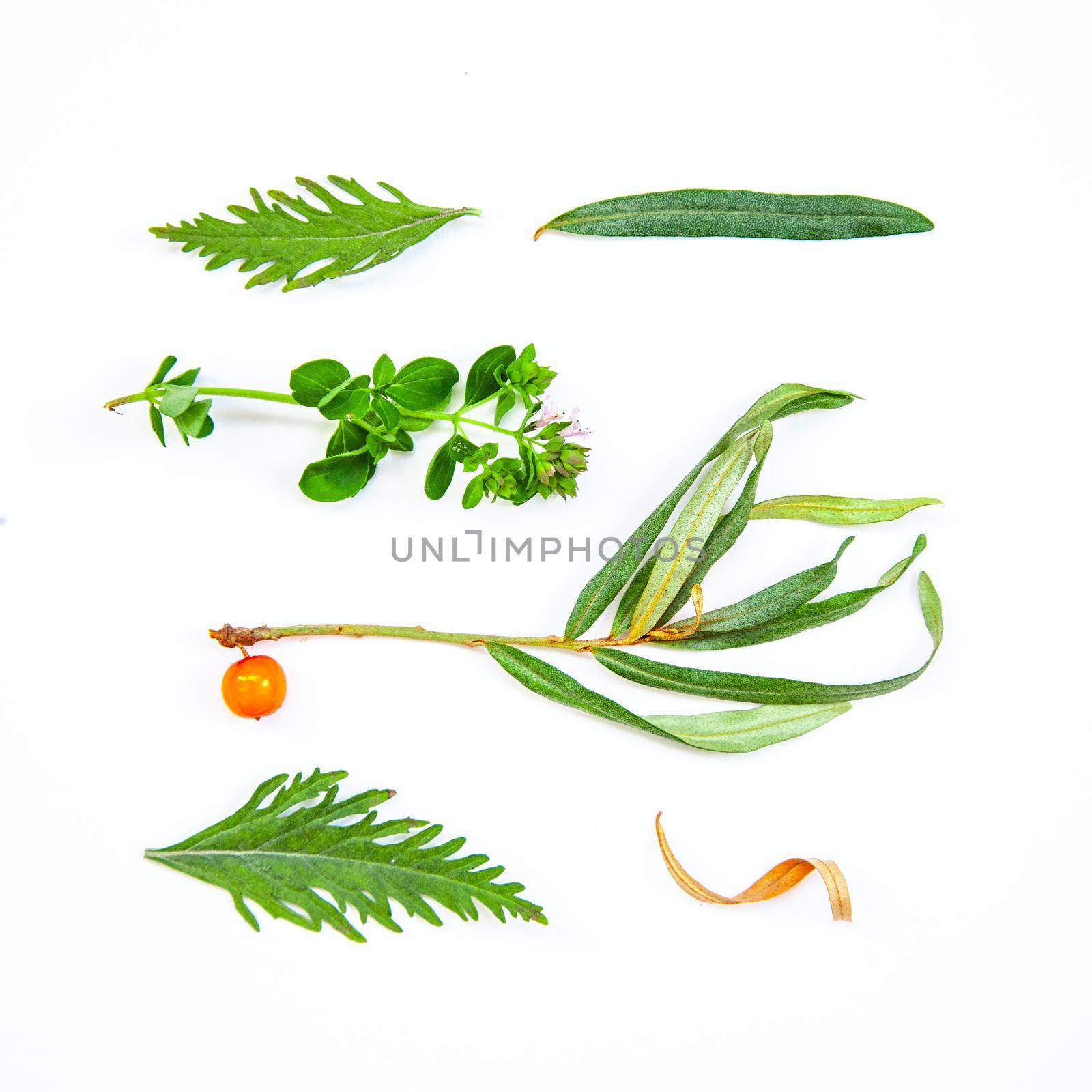 Healthy eco natural organic leaves design elements