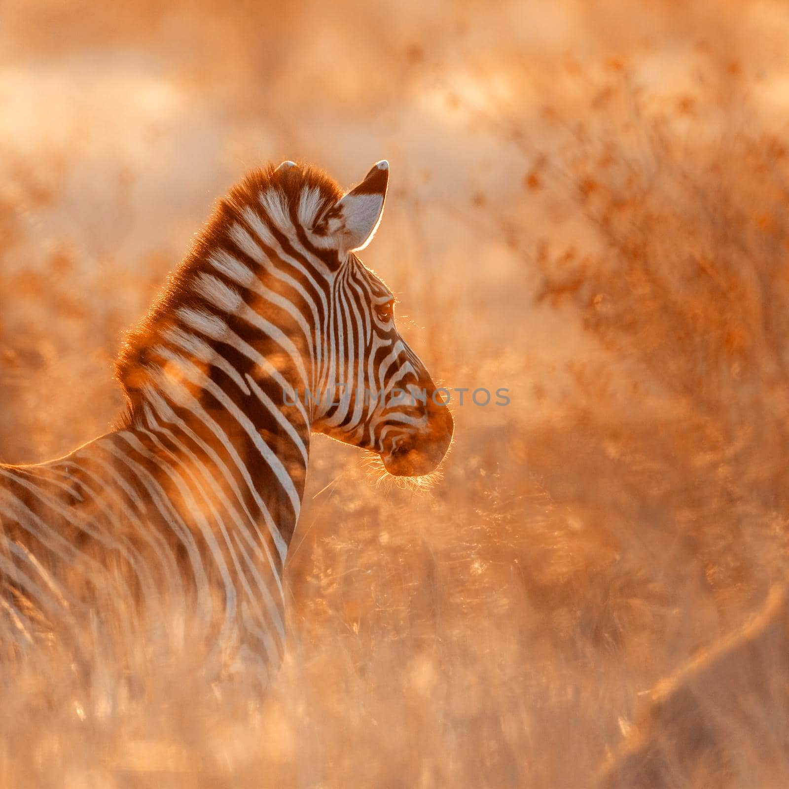 Plains zebra in Kruger National park, South Africa ; Specie Equus quagga burchellii family of Equidae