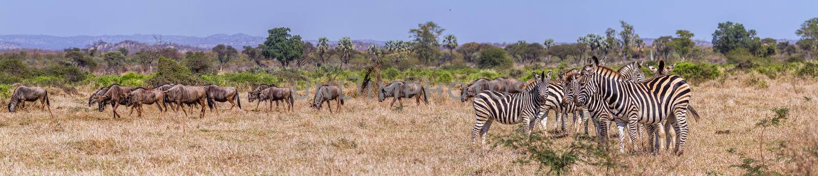 Plains zebra  and Blue wildebeest in Kruger National park, South Africa ; Specie Equus quagga burchellii and Connochaetes taurinus