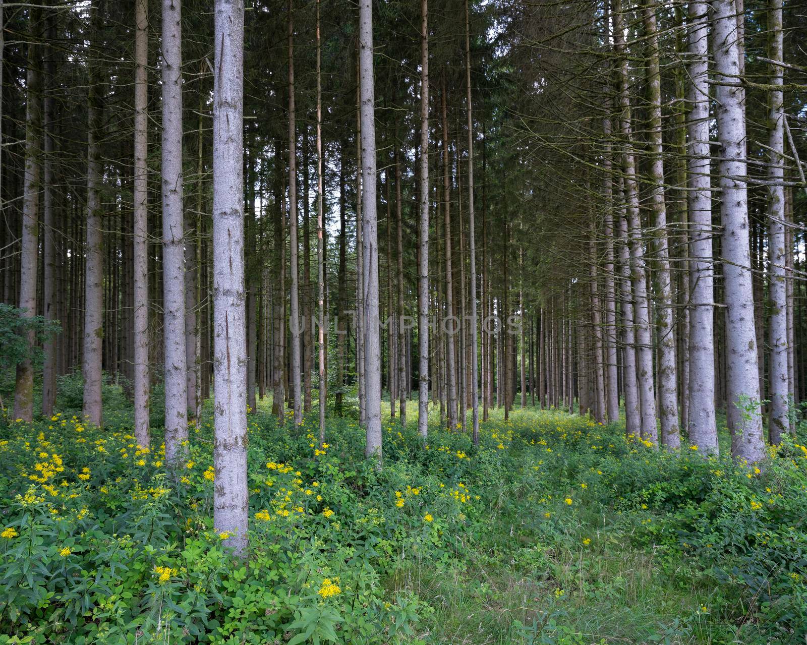 yellow summer flowers and grey trunks of spruce trees in french ardennes by ahavelaar