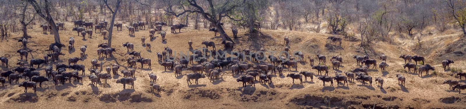 African buffalo in Kruger National park, South Africa by PACOCOMO