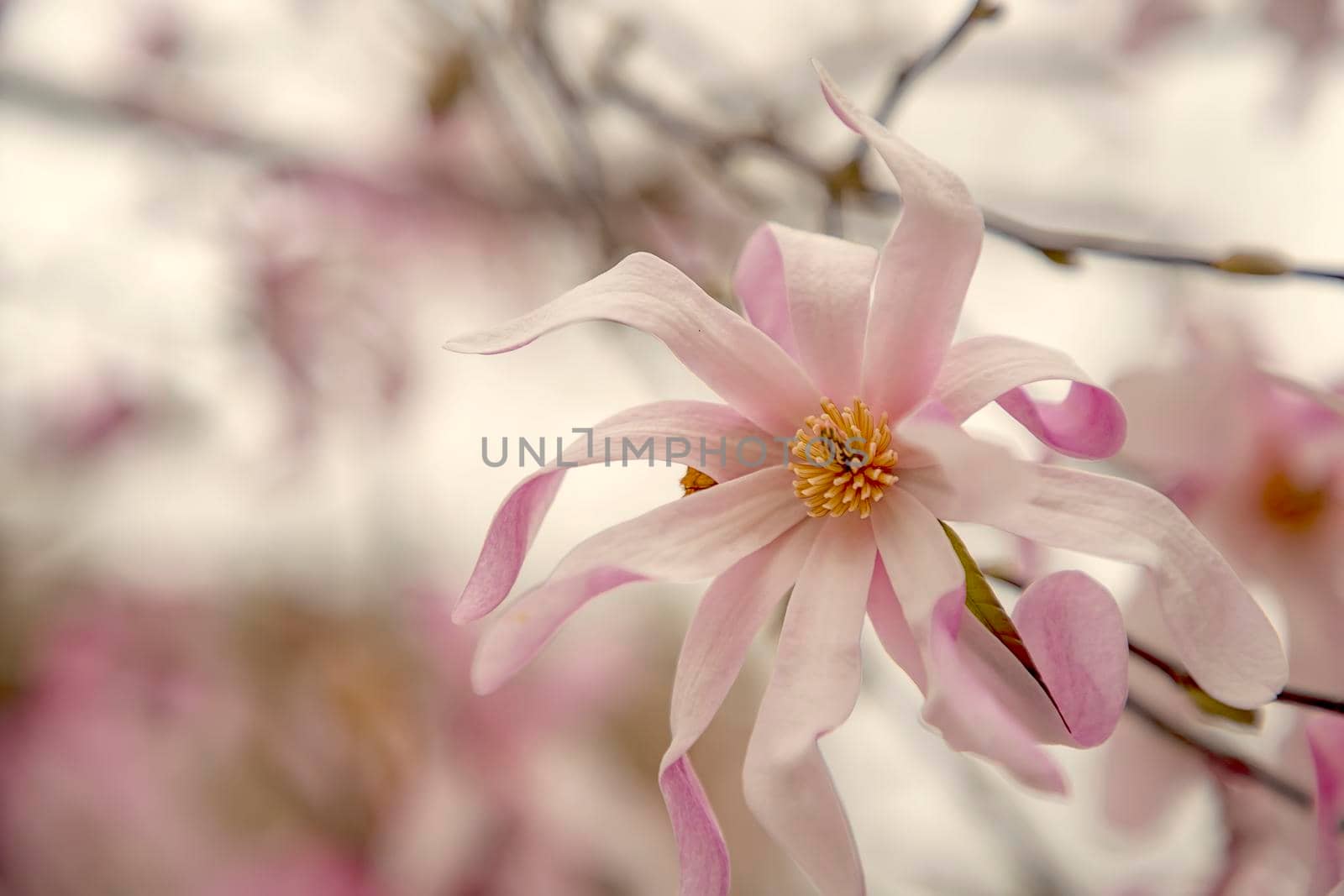 Delicate pink magnolia flowers  Blossoming of a magnolia tree on a sunny spring day. A flowering of magnolia in a public park.