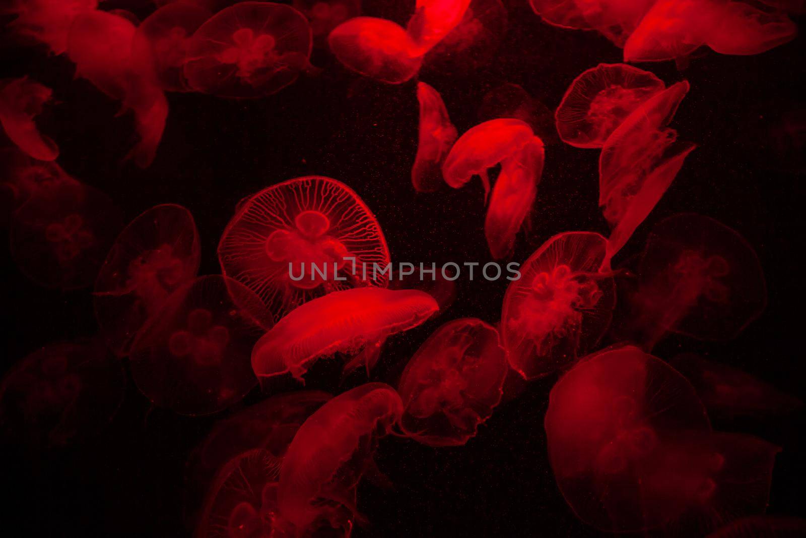 Red Light Bright Transparent Jelly Fish Aquarium by kisika